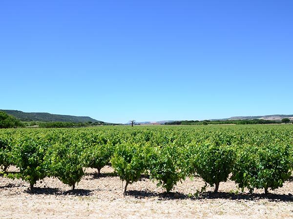 カスティーリャ・イ・レオン州は94,230km2もの面積。ブドウ畑がひたすら続く地域もあります。